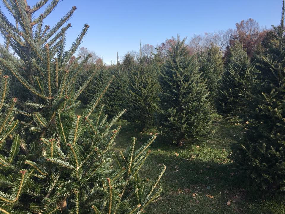 Tucker's Tree Farm